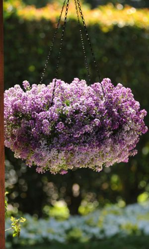 Алиссум ампельный КЛЕАР КРИСТАЛС ЛАВЕНДЕР ШЕЙДС