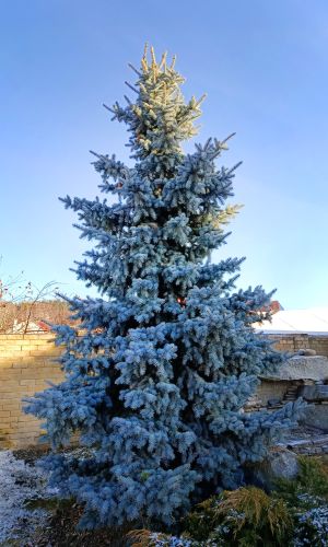 Ель ГОЛУБАЯ КОЛЮЧАЯ