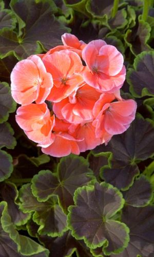 Герань ЛЮСТРА НАЙТ САЛЬМОН