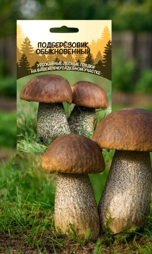 Грибы ПОДБЕРЁЗОВИК ОБЫКНОВЕННЫЙ