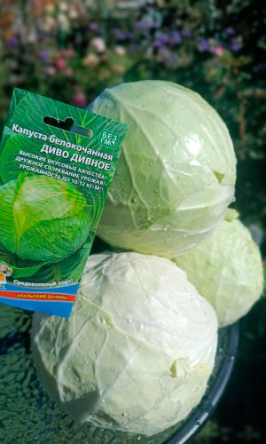 Капуста ДИВО ДИВНОЕ — Высочайшие засолочные качества! Дружное созревание кочанов! Урожайность до 12 кг/м.кв!