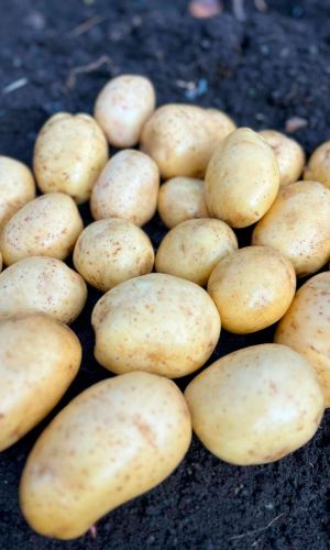 Картофель ИМПАЛА