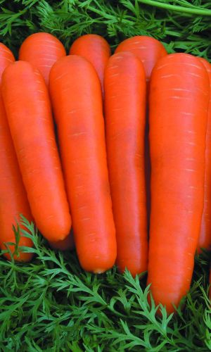 Морковь СЕНТЯБРИНКА