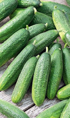 Огурец ВЯЗНИКОВСКИЙ 37