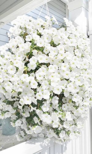 Петуния ампельная ЛАВИНА БЕЛАЯ F1