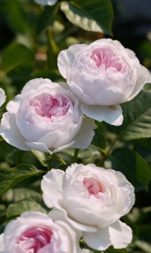 Роза ГЕРЦОГИНЯ КРИСТИАНА