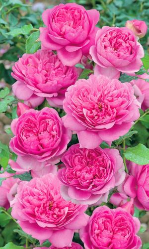 Роза ЛАГУНА