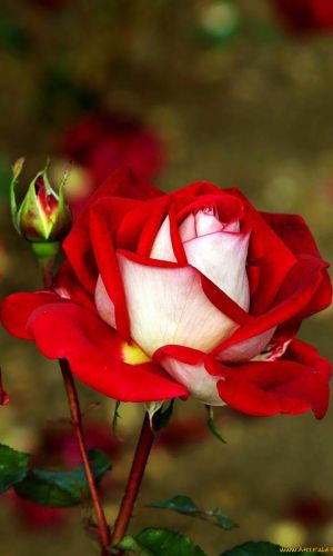 Роза ЛИДИЯ ПАВЛОВНА