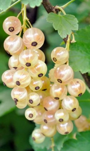 Смородина ВЕРСАЛЬСКАЯ БЕЛАЯ