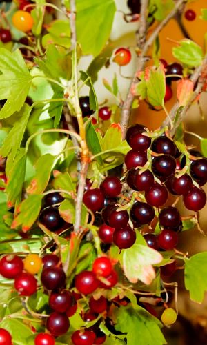 Смородина ЗОЛОТИСТАЯ ШАФАК