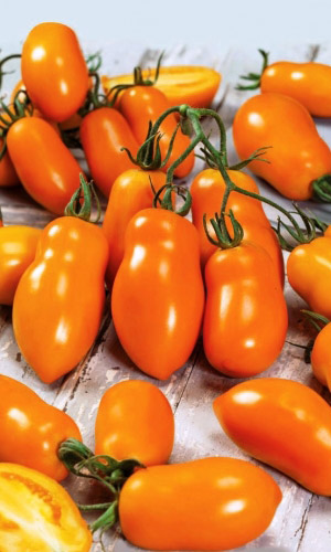 Томат ЛИСЬИ УШКИ — Богат каротином! Яркий, особо сладкий вкус с нотками абрикоса! Лучший сок детям и взрослым! Урожайность до 10 кг/кв.м!
