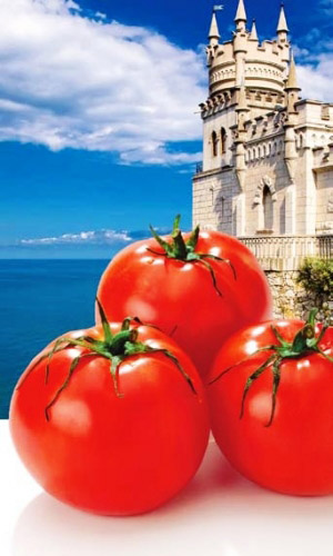 Томат НОВЫЙ ПРИНЦ — До 12 кг вкуснейших плодов с каждого растения! Крупноплодный! Не растрескивается!