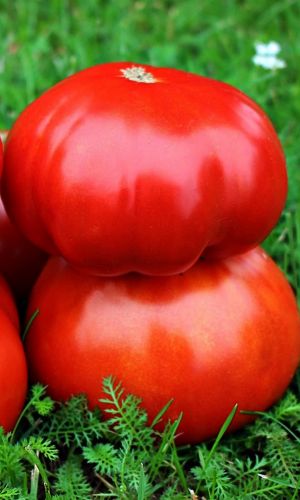 Томат ВЫБЕРИ МЕНЯ — Один из вкуснейших крупноплодных томатов! Подходит на сок и пасту! Устойчив к резким перепадам температуры!