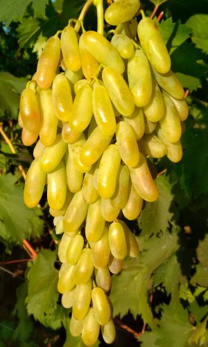 Виноград ДАМСКИЕ ПАЛЬЧИКИ