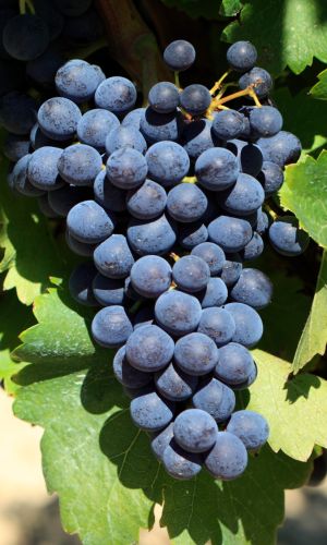 Виноград КАБЕРНЕ СОВИНЬОН