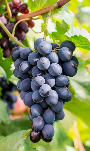 Виноград САПЕРАВИ