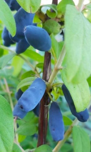 Жимолость ЛАЗУРНАЯ