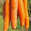 Морковь САНЬКИНА ЛЮБОВЬ F1