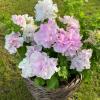 Петуния НЕЖНОСТЬ супермахровая