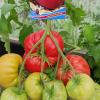 Томат ЧУДО НА РЕКОРД