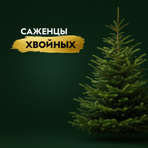 Саженцы хвойных деревьев